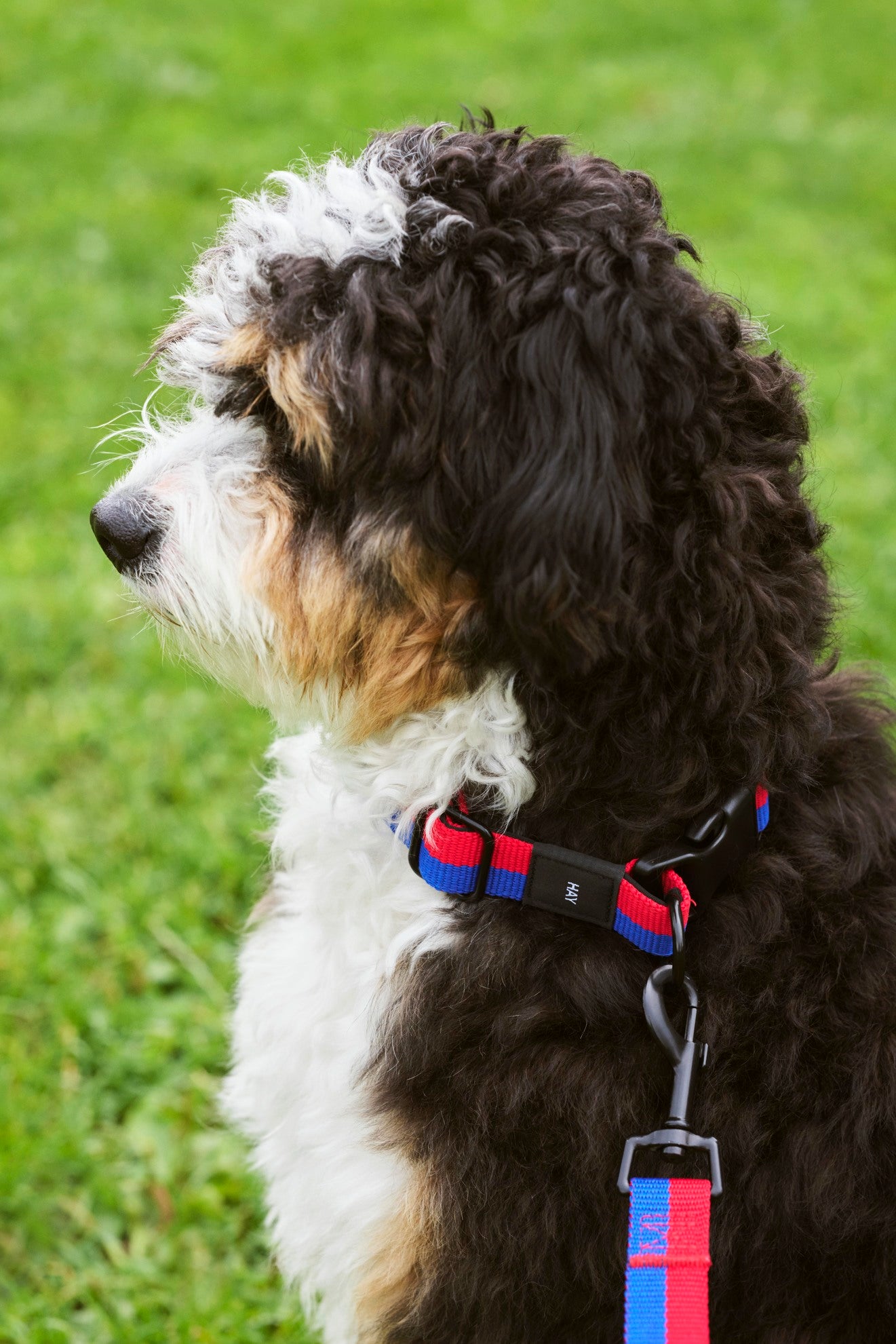 HAY - Hundehalsband "Dogs Collar" Flat M/L Red, Blue