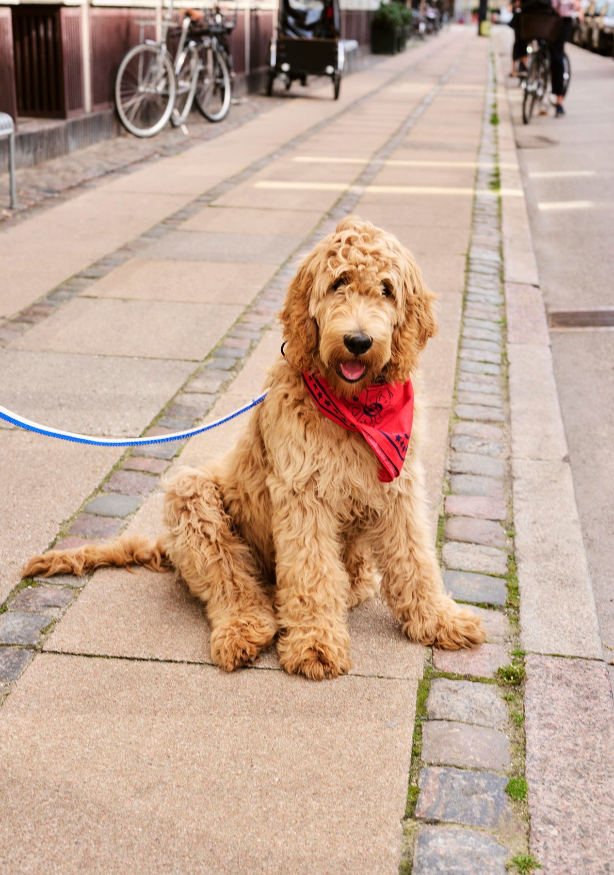HAY - Hundetuch "Dogs Scarf" 55x55 Red