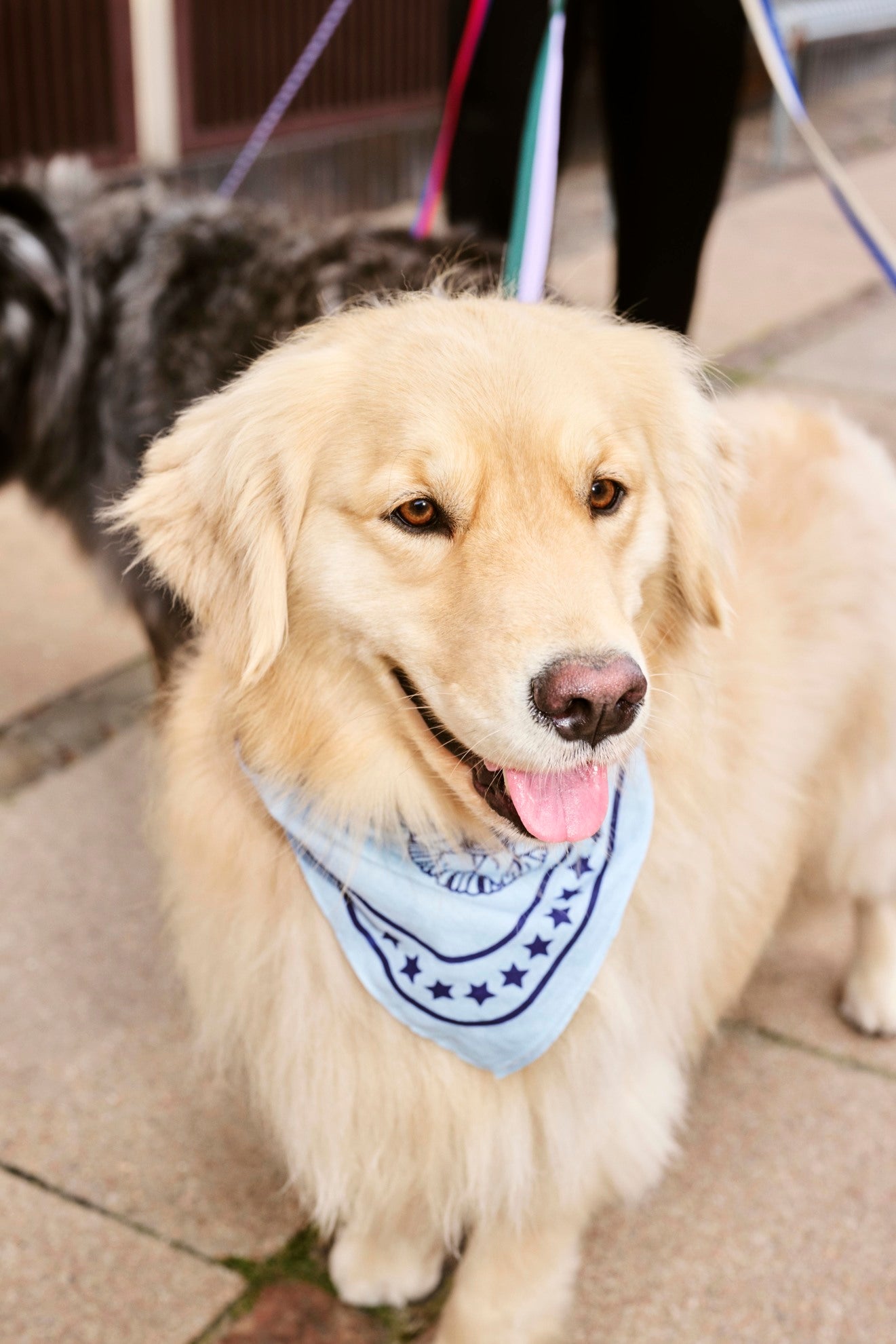 HAY - Hundetuch "Dogs Scarf" 55x55 Light Blue