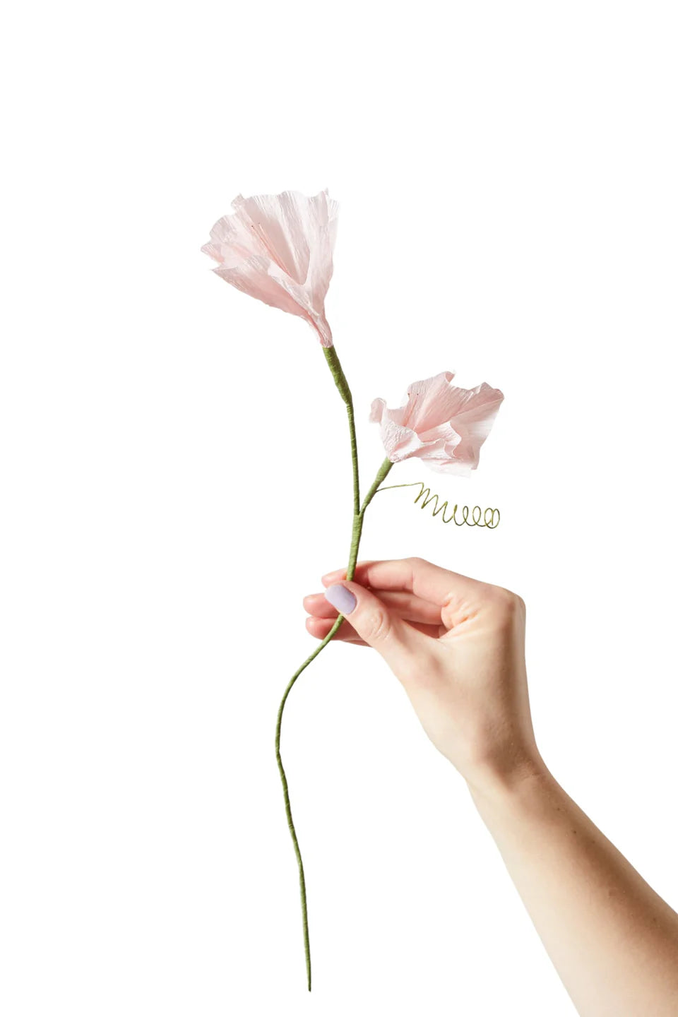 STUDIO ABOUT - PAPER FLOWER, Morning Glory, Rose 80430R
